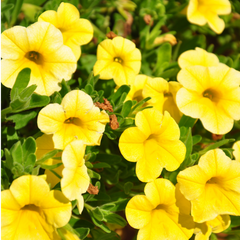 Calibrachoa Cabaret Pure Yellow | 3 or 6 1L Pots
