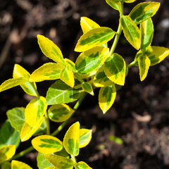 Euonymus Emerald n Gold | 2L Pot
