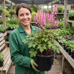 1 Tiarella Pink Skyrocket Plant, Hardy Foam Flower Perennial for Shade Gardens, 2 Litre Root-Ball