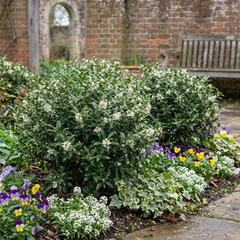 Osmanthus Burkwoodii Plants, Fragrant Evergreen Hedging Shrubs, Outdoor Garden Ready, White Flowers, 11cm Root-Ball
