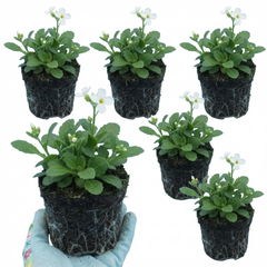 Arabis Aubris White, Ready to Plant in Your Garden, 1L