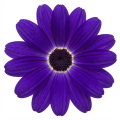 Senetti Violet Pericallis Plant, Colourful Outdoor Summer Bedding Flower, Garden Ready, 17cm Root-Ball