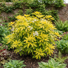 Choisya Aztec Gold Plant, Hardy Evergreen Mexican Orange Blossom Shrub, Litre Root Ball