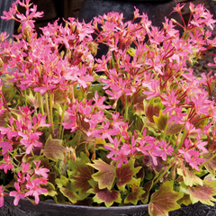 Geranium Pelgardini Lotusland | 3 or 6 1L Pots
