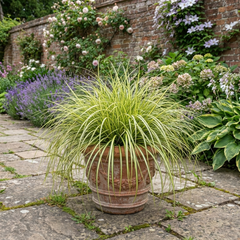 1 Large Plant - Carex Feather Falls, Ready to Plant in Your Garden, 5L Pot