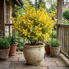1 Ligustrum Aureum Golden Privet Hedge Plant, Evergreen Garden Ready, 7.5 Litre Root Ball