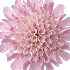 1 Scabious Pink Mist Pincushion Flower, Hardy Perennial for Cottage Garden, 2 Litre Root-Ball