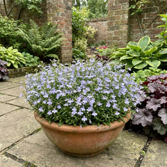 3 Large Plants - Lobelia Springs Lavender, Ready to Plant in Your Garden