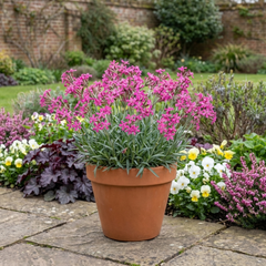 Silene Schafta Hardy Perennial Plants, Pink Flowering Ground Cover for Rockery, Litre Root Ball