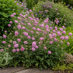 1 Scabious Pink Mist Pincushion Flower, Hardy Perennial for Cottage Garden, 2 Litre Root-Ball