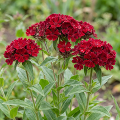 Set of 3 or 6 Lychnis Atrosanguinea ‘Rose Campion’ Hardy Cottage Garden Perennial Plants, Summer Flowering, Outdoor Garden Ready, 1 Litre Root-Ball