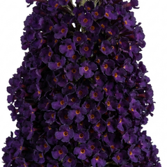 Buddleia Black Knight Plant, Purple Butterfly Bush, Hardy Outdoor Garden Shrub, 2L Root-Ball