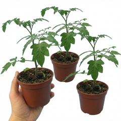 Set of 3 or 6 Large Plants - Tomato Lizzano Variety, Ready to Plant in Your Garden, 10.5 cm