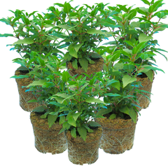 Fuchsia Diva Light Pink and Purple | 3 or 6 1L Pots