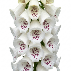 1 Large Plant - Digitalis Dalmatian White, Ready to Plant in Your Garden, 2L Pot