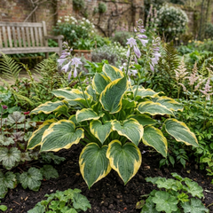 Atlantis Plantain Lily, Ready to Plant in Your Garden, 1L