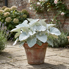 Senecio Angel Wings Silver Leaf Perennial Plant, Drought Tolerant, Garden Ready, 23cm/5L Root Ball
