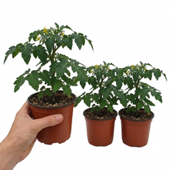Set of 3 or 6 Premium Grafted Trilly Tomato Plants, High Yield Vegetable Plants, Ready to Plant, Outdoor Garden Ready, 1L Root Ball