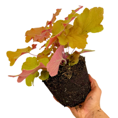 Heuchera Marmalade