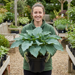 Hosta Blue Mammoth Plant, Large Outdoor Garden Ready Hardy Perennial for Shade, 17cm/2 Litre Root Ball