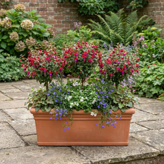 3 Large Plants - Fuchsia Tom Thumb, Ready to Plant in Your Garden, 1L Rootballs