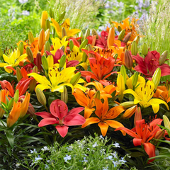 Lily Plants | 3 or 6 1L Pots