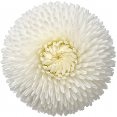 Bellis Habanera White English Daisy Plant, Outdoor Garden Ready, Spring & Autumn Bedding, 2Ltr Root-Ball
