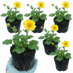 Set of 3 or 6 Geum Lady Stratheden Hardy Perennial Plants, Yellow Summer Flowering, Bee Friendly Cottage Garden Plants, Outdoor Garden Ready, 1 Litre Root-Ball