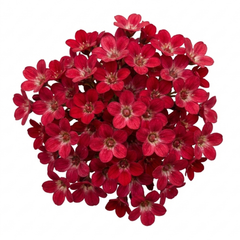 Saxifrage Ice Colours Red Plants, Hardy Alpine Perennial Rockery Ground Cover, Outdoor Garden Ready, 1 Litre Root-Ball