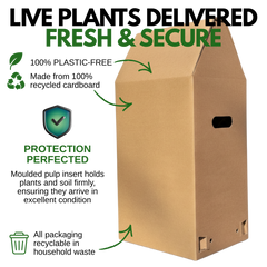 1 Spring–Summer Dianthus Flowering Plants – Dart Purple (Garden Pink). Outdoor Garden Ready Plants for Pots, Borders & Containers. Hardy, Compact & Easy to Grow. Supplied Fresh as a Large 2L Pot