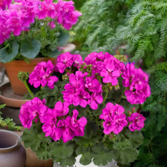 Pelargonium Toscana Dolce Vita Evi Blue, Ready to Plant