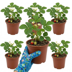 Strawberry Delizz Variety, Outdoor Garden Ready, 1L