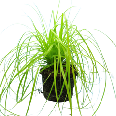 Carex Everillo
