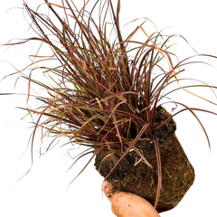 1 Large Plant - Uncinia Everflame, Ready to Plant in Your Garden, 2L Pot