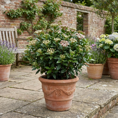 Viburnum Tinus Evergreen Hedge Plant, Hardy Outdoor Garden Ready, 7.5L Root Ball