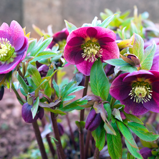 Hellebore Frostkiss Pippas Purple | 2L Pot