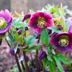 Hellebore Frostkiss Pippas Purple