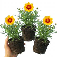 Coreopsis Sunfire Hardy Perennial Plants, Garden Ready, Bee Friendly, Summer Flowering, 1 Litre Root Ball