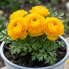 Ranunculus Vortex Golden Yellow Persian Buttercup Plant, Hardy Spring Flowering, 2Ltr Root-Ball