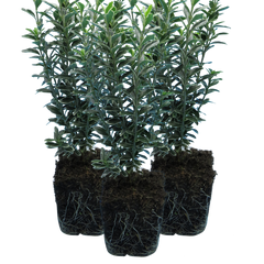 EUONYMUS MICROPHYLLUS ALBOVARIEGATUS