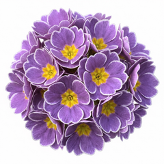 Primrose Queen Lilac Picotee Plants, Hardy Perennial, Spring & Autumn Flowering, Outdoor Garden Ready, 1 Litre Root-Ball