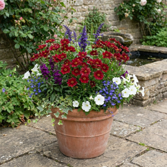 Coreopsis Uptick Red Hardy Perennial Plants, Bee Friendly Summer Flowering Tickseed, 1 Litre Root Ball
