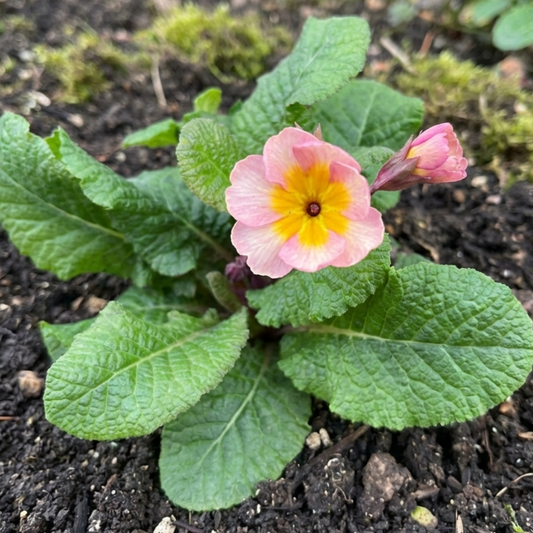 Polyanthus Stella Champagne | 3 or 6 1L Pots