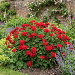 1 Geranium Calliope M Scarlet Red Plant, Large Flowering Summer Garden Ready, 5 Litre Root-Ball