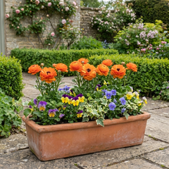 Ranunculus Vortex Orange Persian Buttercup Plants, Hardy Perennial, Spring & Autumn Flowering, Outdoor Garden Ready, 1 Litre Root-Ball