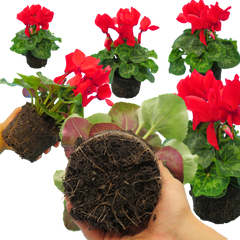 Cyclamen Flame Scarlet | 3 or 6 1L Pots