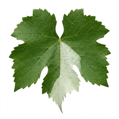 1 Grape Vine Vitis Centennial White Seedless Plant, Hardy Outdoor Garden Ready, 3 Litre Root Ball