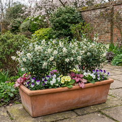 Osmanthus Burkwoodii Plants, Fragrant Evergreen Hedging Shrubs, Outdoor Garden Ready, White Flowers, 11cm Root-Ball