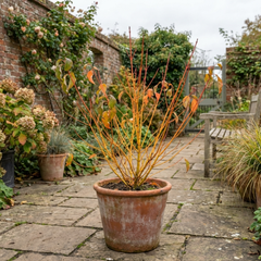 Cornus Anny's Winter Orange Plant, Hardy Dogwood Shrub for Winter Interest, Litre Root Ball