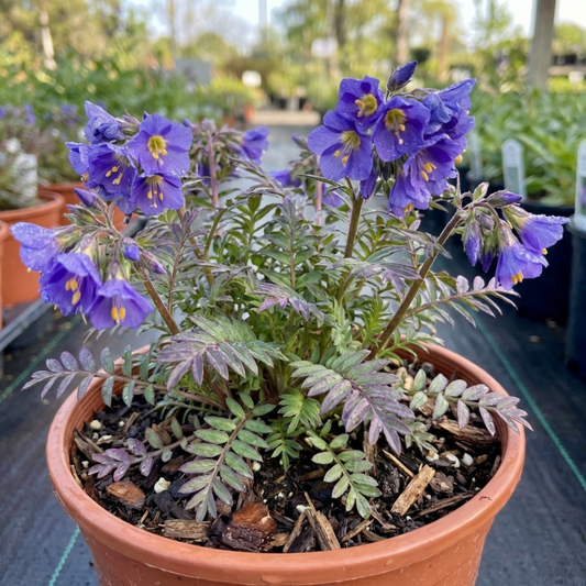 Polemonium Heaven Scent Flowering Plant, Hardy Perennial for Cottage Garden, Bee Friendly, Litre Root Ball